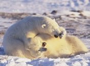Глобальное похолодание уже не за горами   