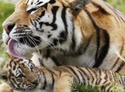 В Крыму появится парк тигров