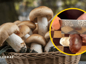 Следовательно, мыть или не мыть грибы