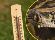 Пітонам теж спекотно