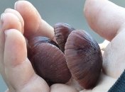 На Кировоградщине годовалый ребенок отравился грибами