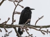 Прогноз погоды в Украине 13 января: значительно похолодает, без осадков