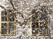 Сквозь чистые окна лучше виден приход весны