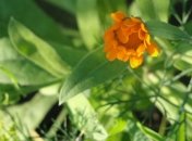 Целебные травы помогут ухаживать за кожей