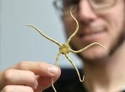 Новый вид ископаемого животного назвали в честь вокалистки Nightwish (Фото)