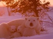 Чтобы сделать эти фотографии, потребовалось 117 часов ожиданий в большой мороз (Фото)