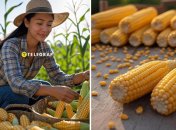 При сборе семян кукурузы нужно учитывать важный момент