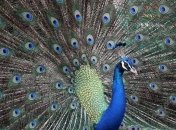 Прекрасные павлины