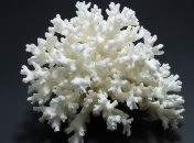 На побережье создадут искусственные коралловые рифы