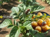 Колорадський жук більше не пройде!