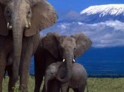 Сегодня Всемирный день защиты слонов