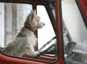 Пешехода сбила собака, которая была за рулем автомобиля