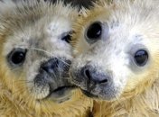 В Британии родились первые в мире тюлени-двойняшки