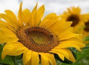 В Украину возвращается жара: прогноз погоды на выходные