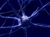 Ученые установили, что желудочно-кишечный тракт напрямую связан с мозгом