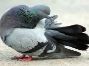 Москва будет кормить птиц