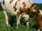 Вирус сибирской язвы обнаружен в Запорожской области