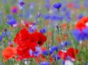 Дощі вщухають, але тепло затримується: якою буде погода на початку тижня