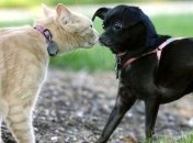 Ученые нашли новое отличие между кошкой и собакой