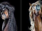 Гламурные портреты лошадей, размахивающих своими роскошными шевелюрами (Фото) 