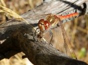 Искусственное освещение способствует вымиранию насекомых: новое исследование