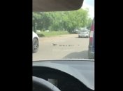 Птичек жалко: украинцев поразил водитель, бессердечно переехавший утиное семейство (видео 18+)