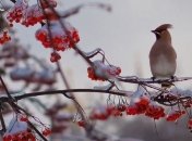 Погода в Украине 17 февраля: преимущественно без осадков 
