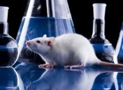 Ученые излечили мышей от проказы