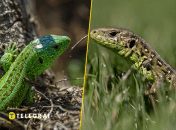 Ящерица прыткая