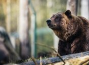 "Не спасался я от медведя, это он от меня убегал": спортсмен рассказал об удивительной встрече в карпатских горах