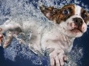Забавные щенки, которые больше всего на свете обожают воду