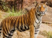 У Швейцарії тигриця розтерзала працівницю зоопарку