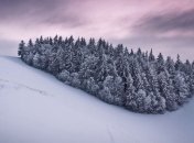 Натуральные елки в Киеве начнут продавать 15 декабря 