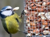 Помог телевизор: просмотр видео помог птицам выбрать свежую еду
