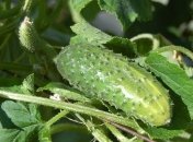 Приметы и обряды на 1 июня – День Ивана