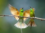 Интеллектуальные способности животных: интересные факты (Фото, Видео)