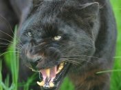 2 пантеры сбежали во время урагана "Сэнди"