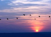 Перелетные птицы преодолевают путь над океаном