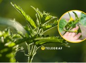 Крапива – настоящий помощник на огороде