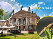 Колаж "Телеграфу"