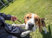 "Самая милая собака ever": сеть умилил четвероногий "спасатель", участвующих в учениях ГСЧС (фото)