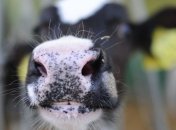 На юго-западе Кыргызстана отмечен массовый падеж скота 