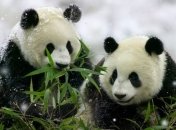Экологи предрекли пандам массовое вымирание 