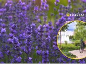 Лавандовая поляна