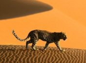 Пустыня Намиб - старейшая в мире пустыня (Фоторепортаж)