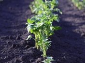 Подкормка картофеля при цветении (Фото)