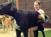 Смех до слез: огромные собаки, которые не понимают насколько они большие 