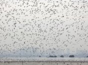 В Китае открыли больницу для перелетных птиц