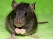 Милиция Китая арестовала 900 человек за продажу крысиного мяса