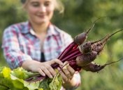 Як копати буряк і як дізнатися оптимальний час